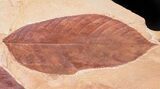 Two Large Fossil Leaves (Browniea, Castanea) - Montana #50782-2